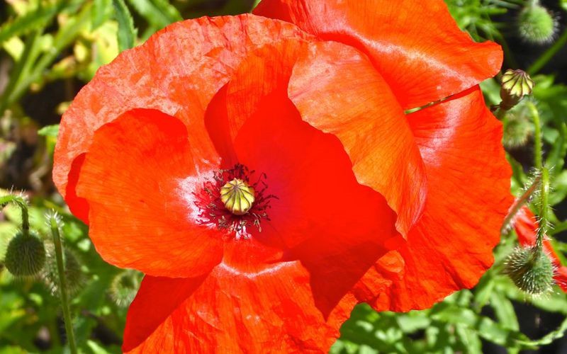 Mohn800